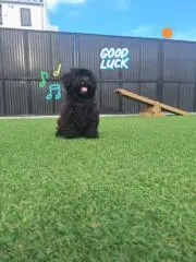 ラッキーの画像