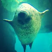 まる