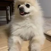 ribの画像