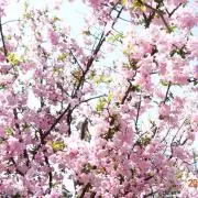 おりぶ