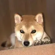彩りの画像