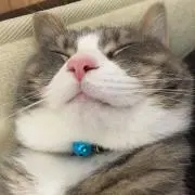 てけぴすの画像