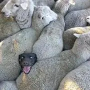 おきゃんたまだよ!の画像