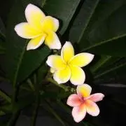 ananassoの画像