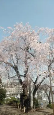miniの画像