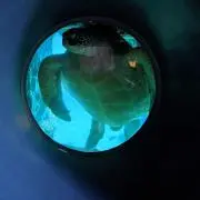 とっとの画像