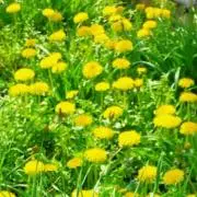 ぽぽんた❁即購入◎の画像