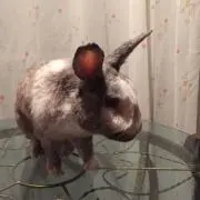 ウサギの画像