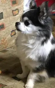 ぴの