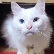 N.Yの画像