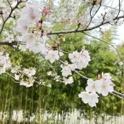 ゆの画像