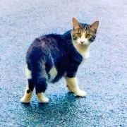 りり