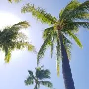ゆぅの画像