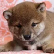 Kisaの画像