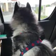 バディ