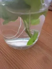 ごちそうの画像