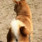 あず