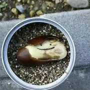 ここてんのん♥︎