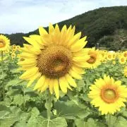 サラ