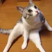 ニャンコロフスキーの画像