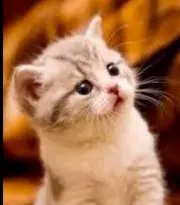 ねこ