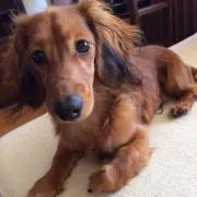 ぼんぐのすけ