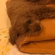 coco-nanaの画像