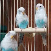 セイ☆