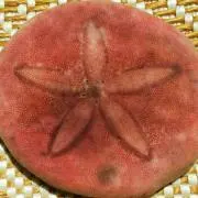 タコの枕の画像