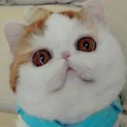 ERKの画像