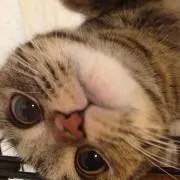 kumicky