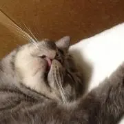 ヨッシーの画像