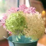 fucucuruの画像
