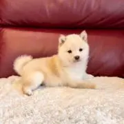 ぽこの画像