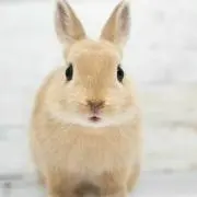 haruの画像