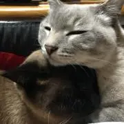 なかじ