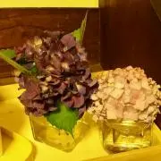 chikuchiku+