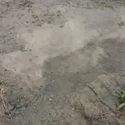 傘化けの画像