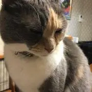 モーリー