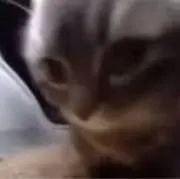 こここの画像