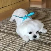sumikkoの画像