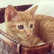 maruの画像