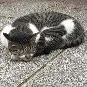 とんちゃんの画像