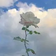 ミの画像