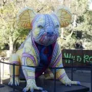 koala