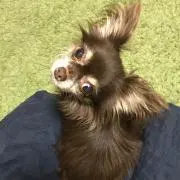 ぎずも