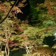 lizの画像