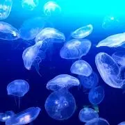 anの画像