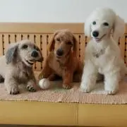 sonomitonの画像