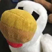 ニワトリの画像